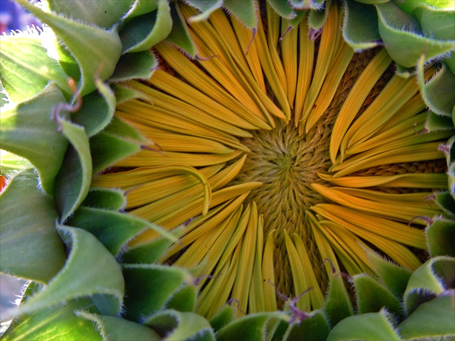 sunflower3.jpg