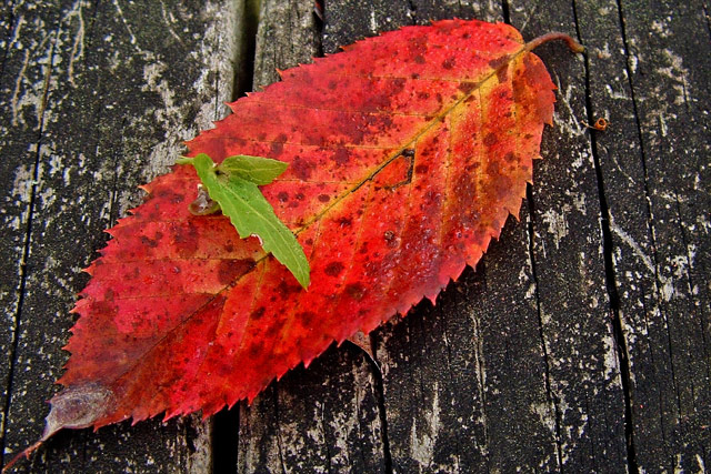 fall-colors-1.jpg