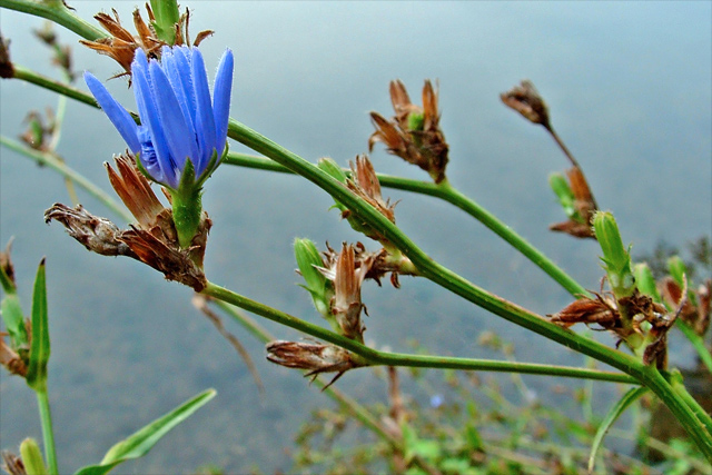 blue-6x4.jpg