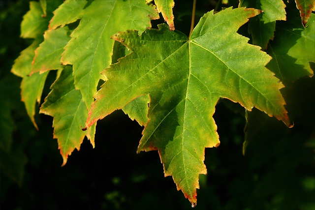 turning-leaf.jpg