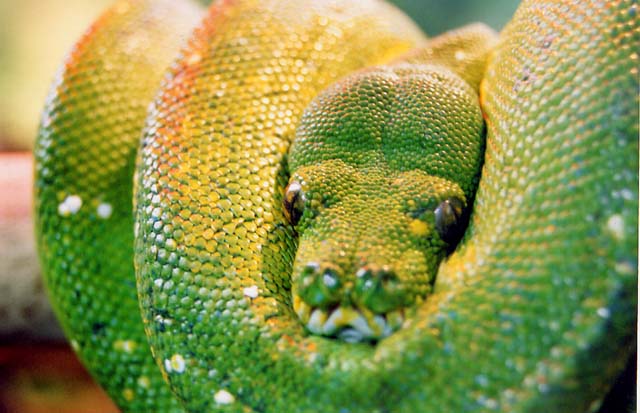 snake1-roughweb.jpg