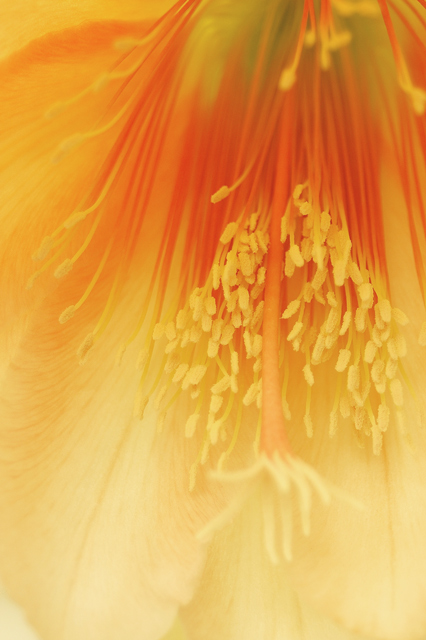 highkey-flower1.jpg