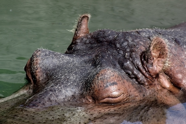 river-hippo-1.jpg