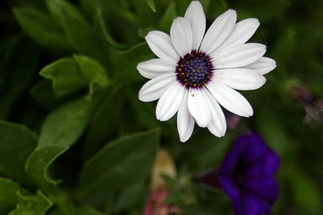 flower1.jpg