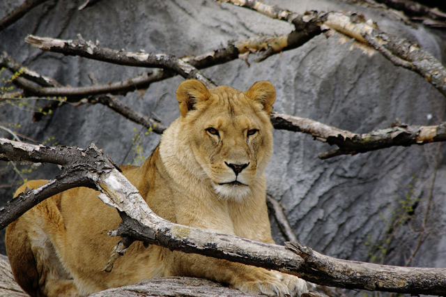 lioness1.jpg