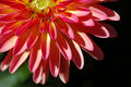 Pink Burst