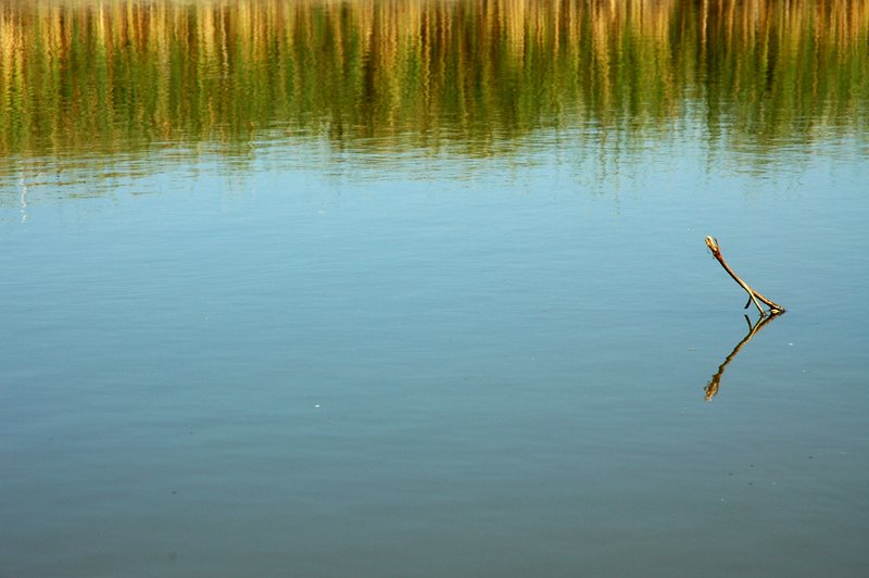 pond.jpg