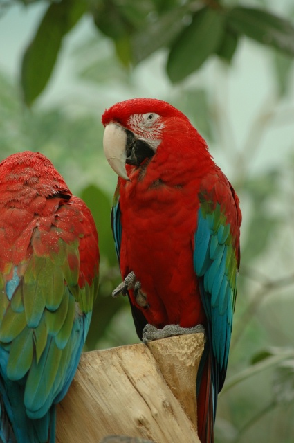 smmacaws.jpg