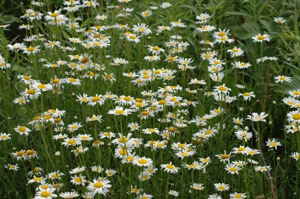 daisies2.jpg