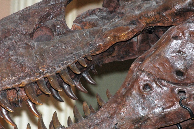 dino.jpg