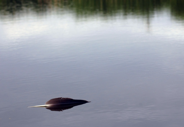 feather.jpg