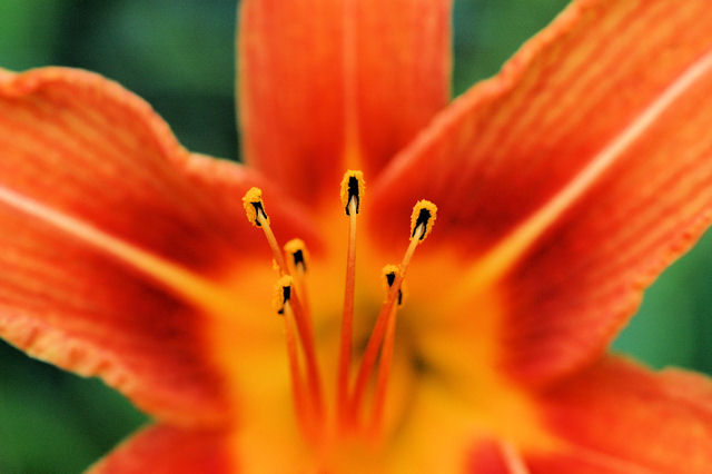 lilyorange.jpg
