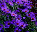 Purple flower mass.jpg