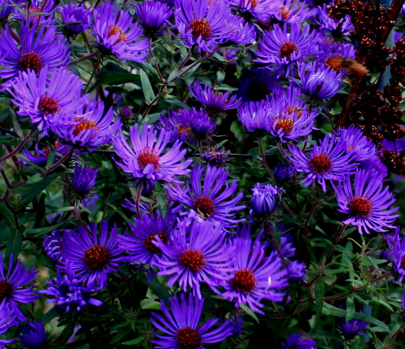 Purple flower mass.jpg