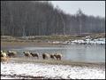 Drenthen Heathsheep01