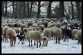 Drenthen Heathsheep17