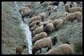 Drenthen Heathsheep15