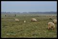 Drenthen Heathsheep14