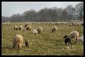 Drenthen Heathsheep13