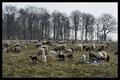 Drenthen Heathsheep12