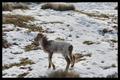 Drenthen Heathsheep09