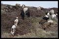 Drenthen Heathsheep06