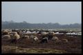 Drenthen Heathsheep03