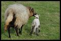 Drenthen Heathsheep02