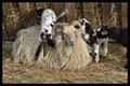 Drenthen Heathsheep18