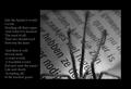 Into the Spiders world#06.jpg