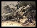 Into the Spiders world#07.jpg