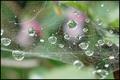 Into the Spiders world#08.jpg