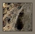 Into the Spiders world#09.jpg