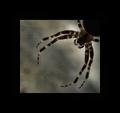 Into the Spiders world#10.jpg