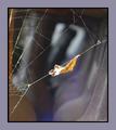 Into the Spiders world#11.jpg