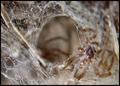 Into the Spiders world#12.jpg