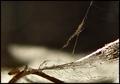Into the Spiders world#13.jpg