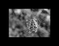 Into the Spiders world#17.jpg