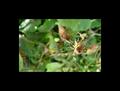 Into the Spiders world#20.jpg
