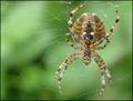 Into the Spiders world#22.jpg