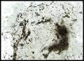 Into the Spiders world#26.jpg