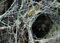 Into the Spiders world#29.jpg