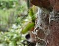 Into the Spiders world#30.jpg