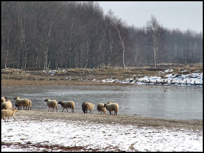 Drenthen Heathsheep01
