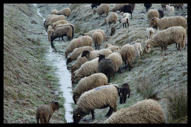 Drenthen Heathsheep15