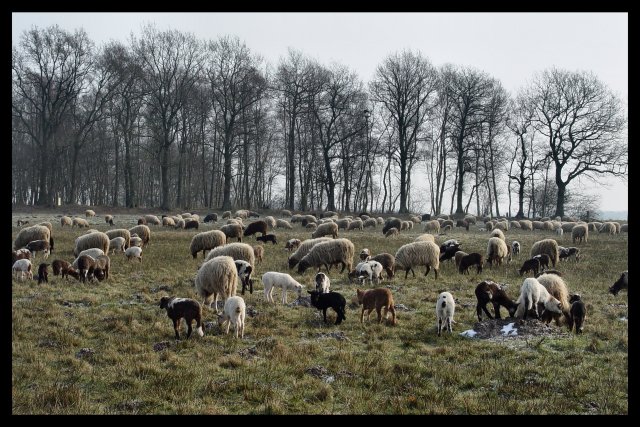Drenthen Heathsheep12