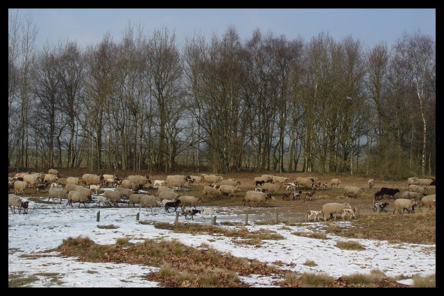 Drenthen Heathsheep11