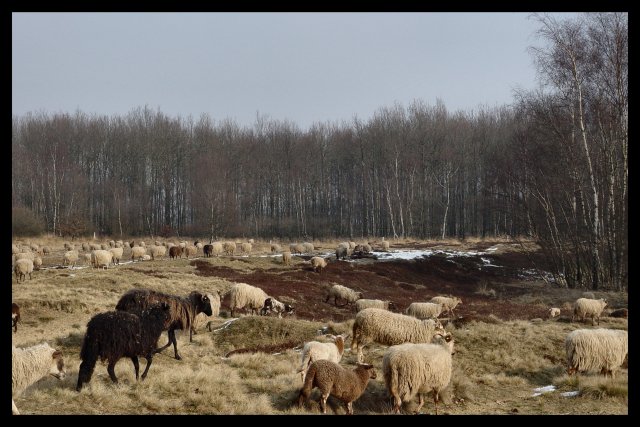 Drenthen Heathsheep10