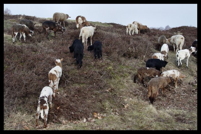 Drenthen Heathsheep06