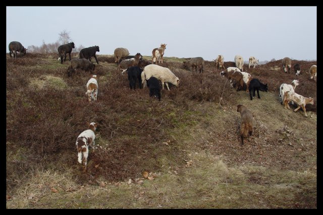 Drenthen Heathsheep05